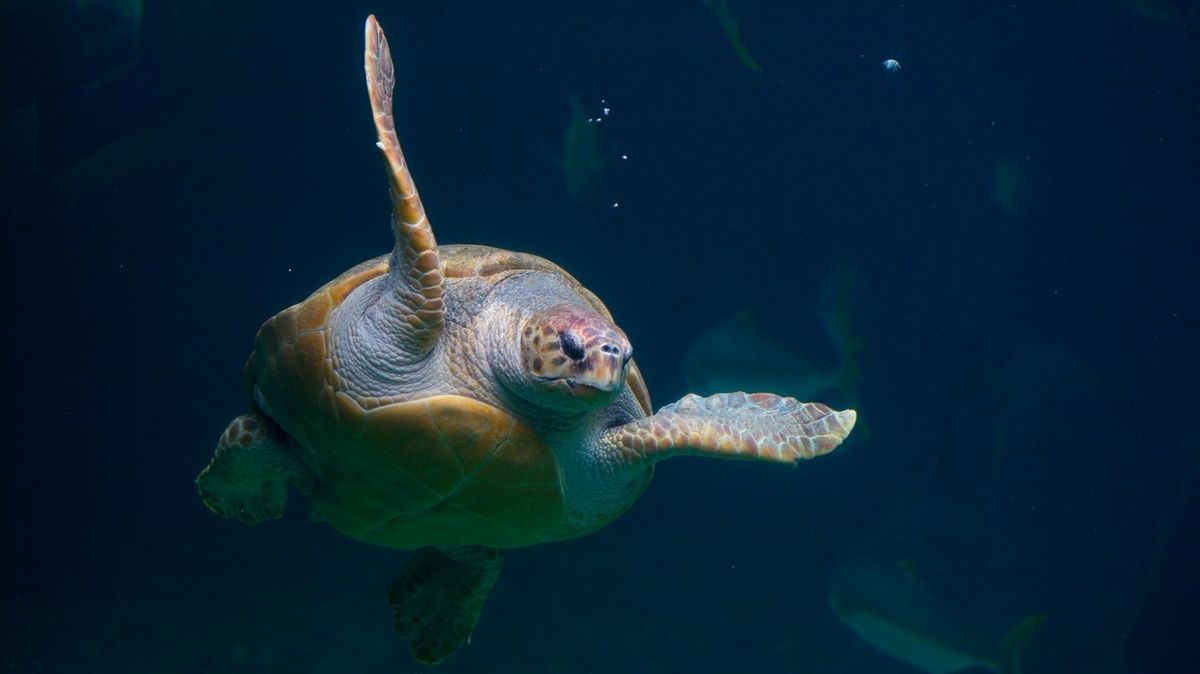 Mořská želva uplavala rekordních 35 400 kilometrů